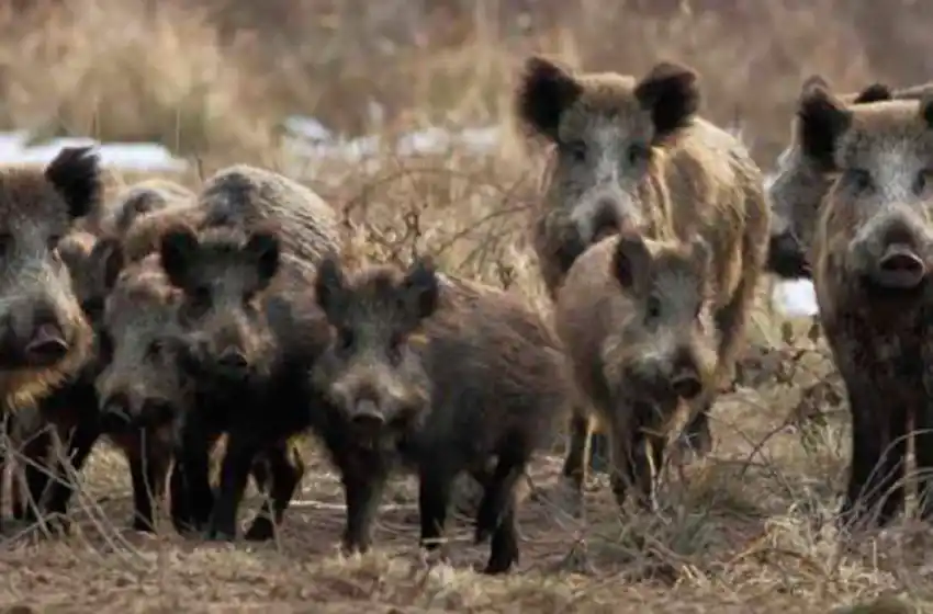 Desde 2019 se podrán cazar jabalíes utilizando jaurías