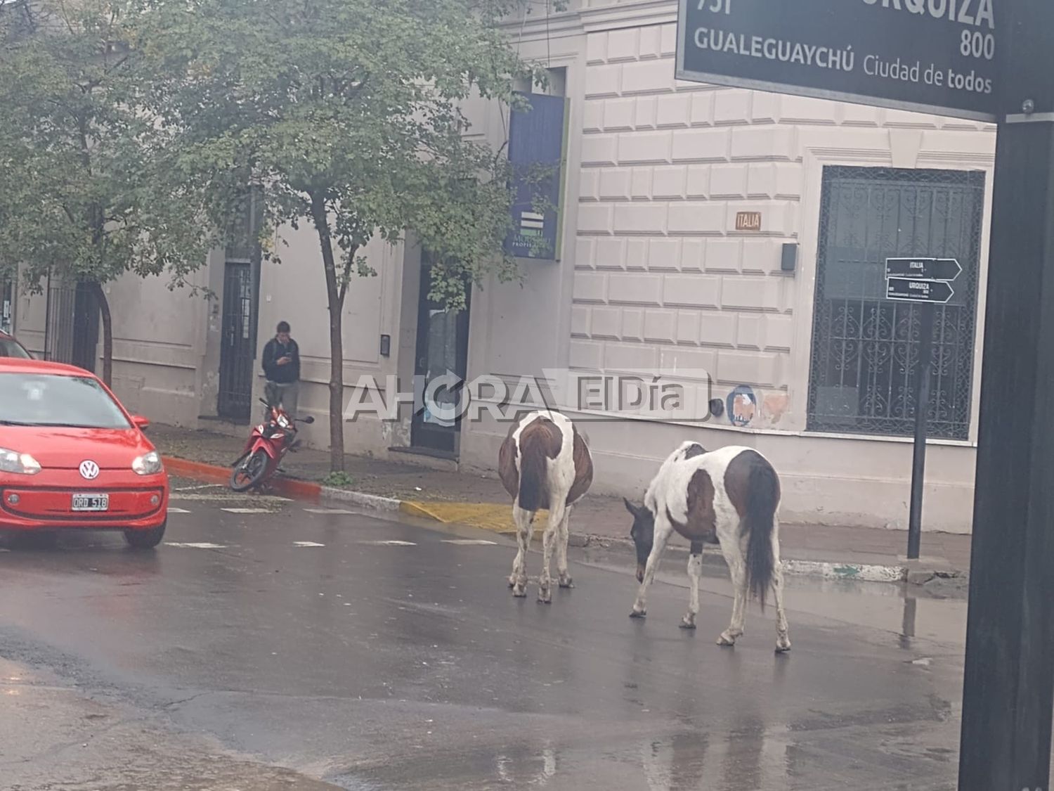 Caballos sueltos deambularon por el centro de la ciudad durante toda la mañana