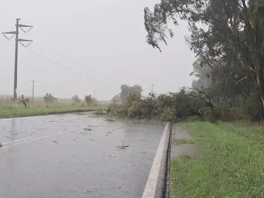 Un árbol cayó sobre la Ruta 88