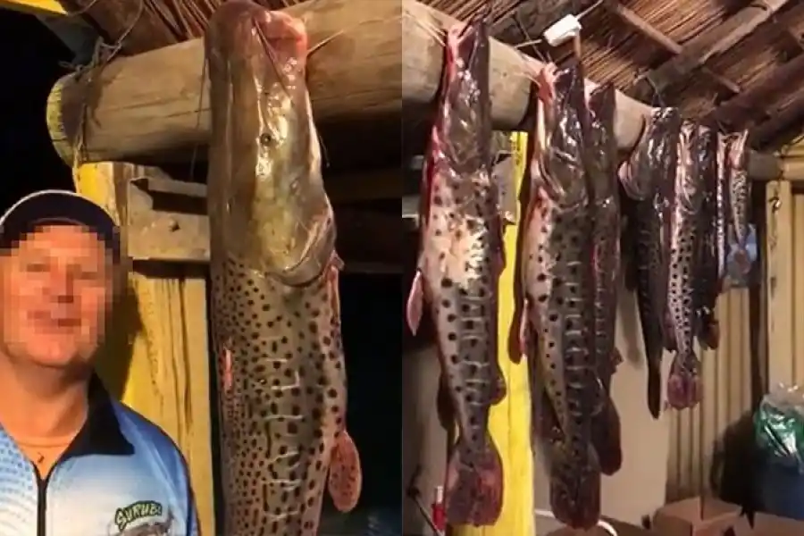 VIDEO | Un  entrerriano se filmó con 15 surubíes y lo acusan de depredación