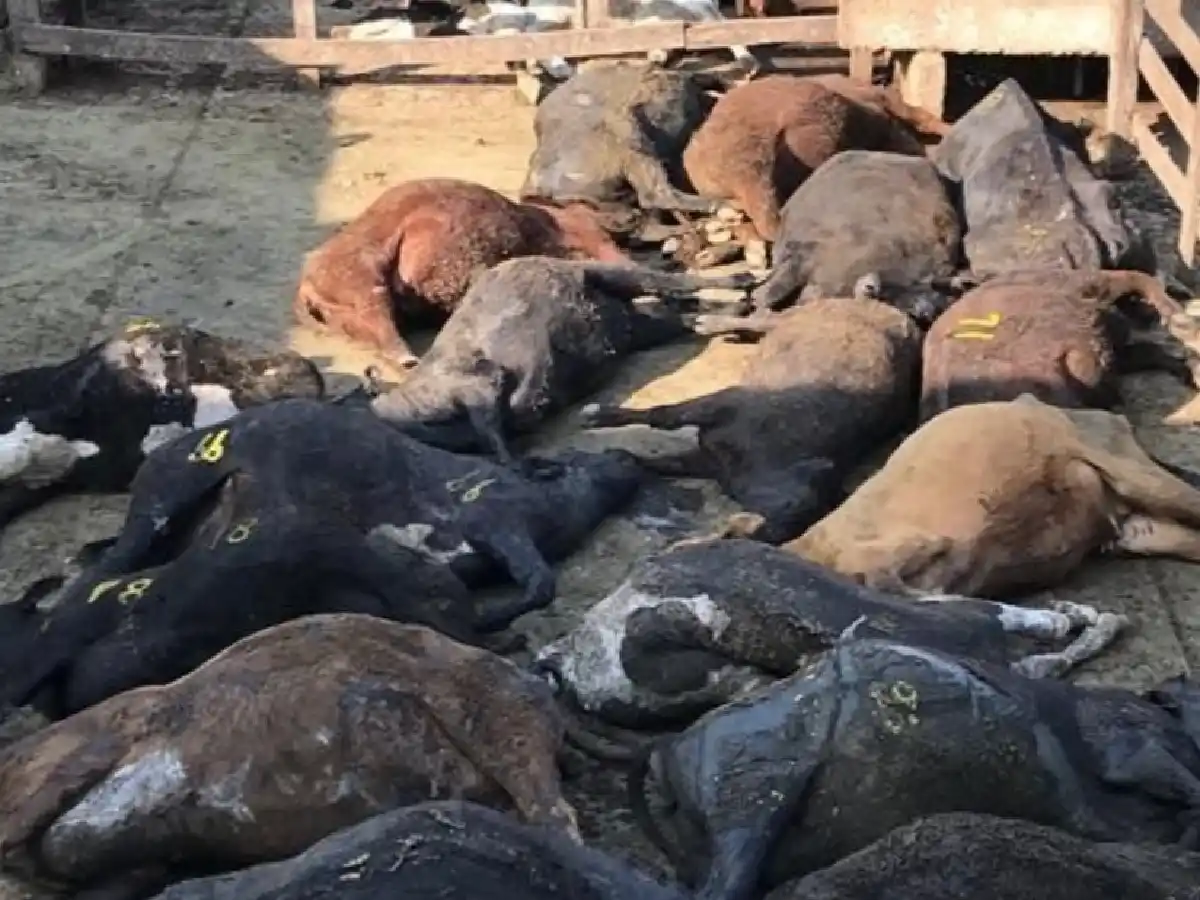 A raíz de la ola de calor, murieron 74 animales en el Mercado de Liniers