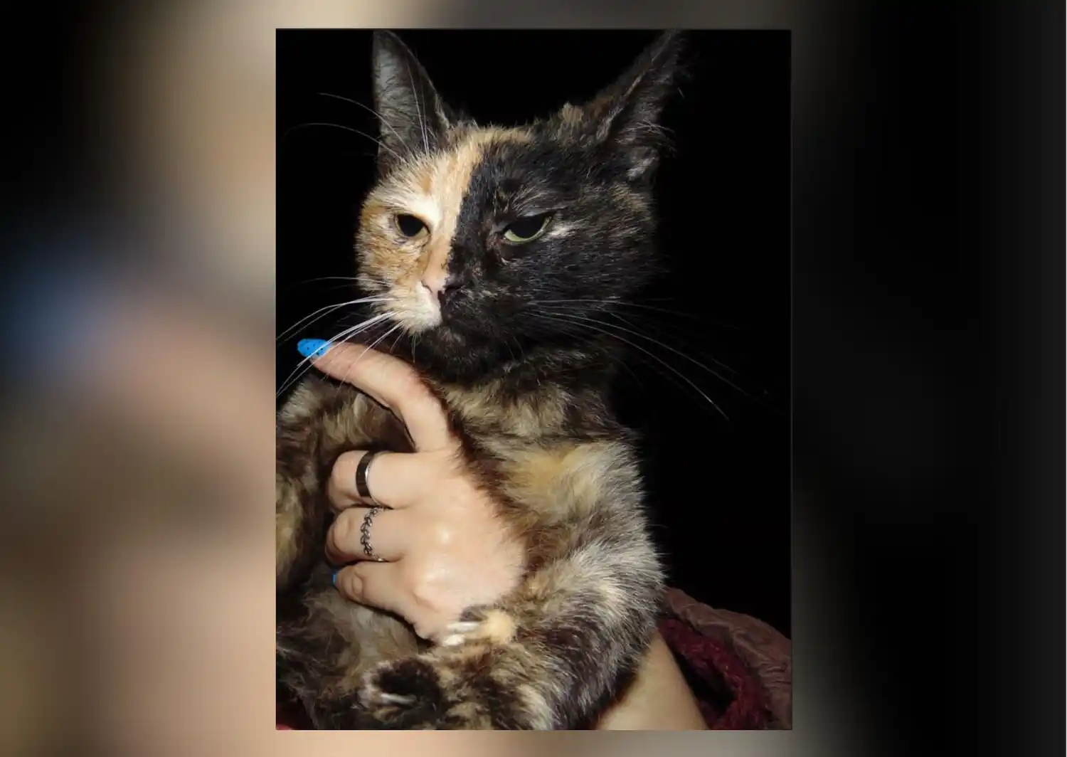 Apareció una gatita en calle Miguel Porta y buscan a sus dueños