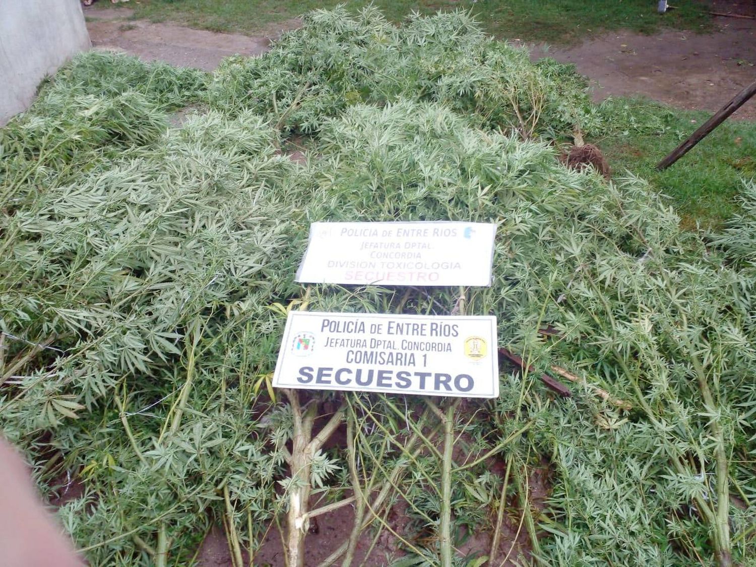 Detenidos y secuestros importantes de estupefacientes