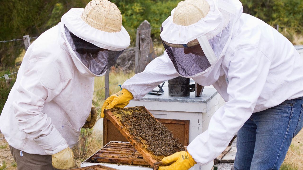 Se celebra el Día Mundial de las Abejas para contribuir con el desarrollo sostenible