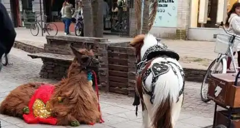 #Maltrato