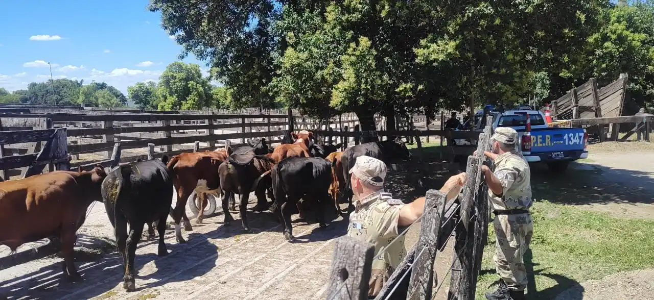 Identificaron a cuatro personas que fueron atrapadas transportando hacienda robada