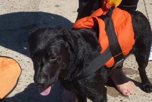 Gualeguaychú tiene un encantador de perros