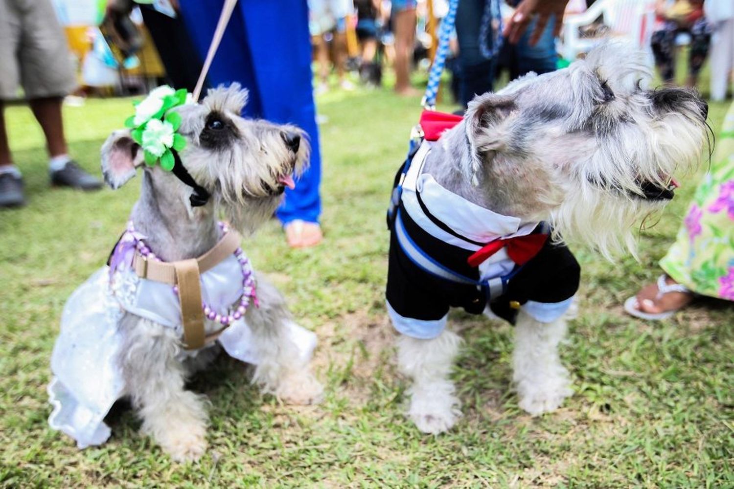 Pequeños protagonistas: Mega Desfile de Mascotas en Rafaela