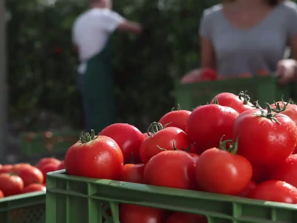 El 80 por ciento de la producción de tomate se perdió por el bloqueo de Paraguay