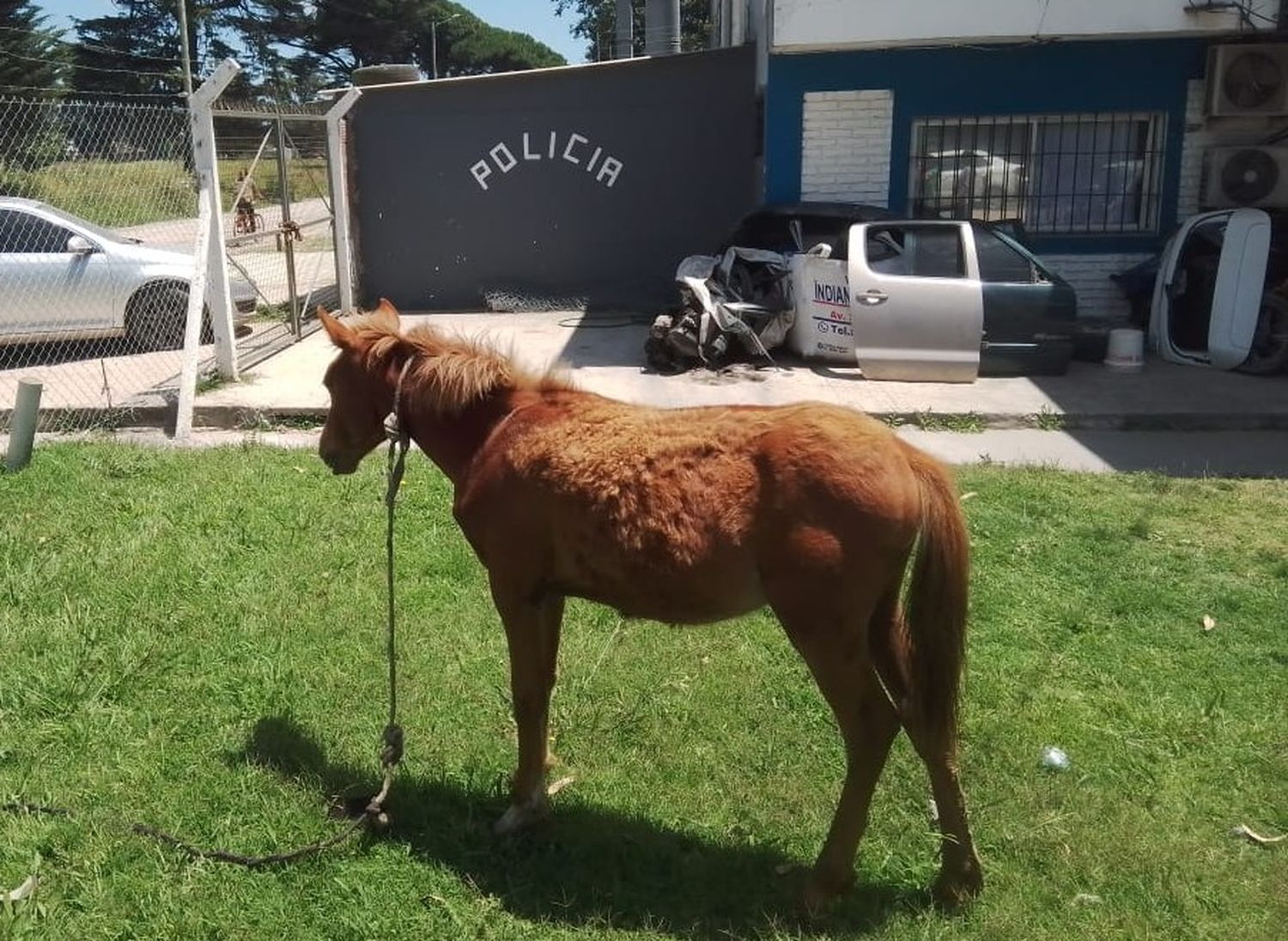 Tras la denuncia de vecinos, recuperaron un caballo que sufría maltratos