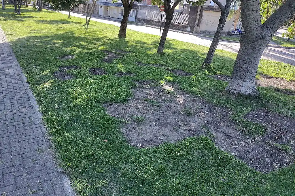 Vecinos denuncian que se roban “panes” de césped en la zona de la Plaza Escalante