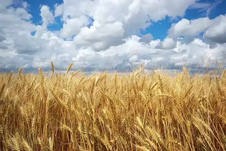 En cuánto quedó la estimación de producción de trigo por la falta de lluvias generalizadas