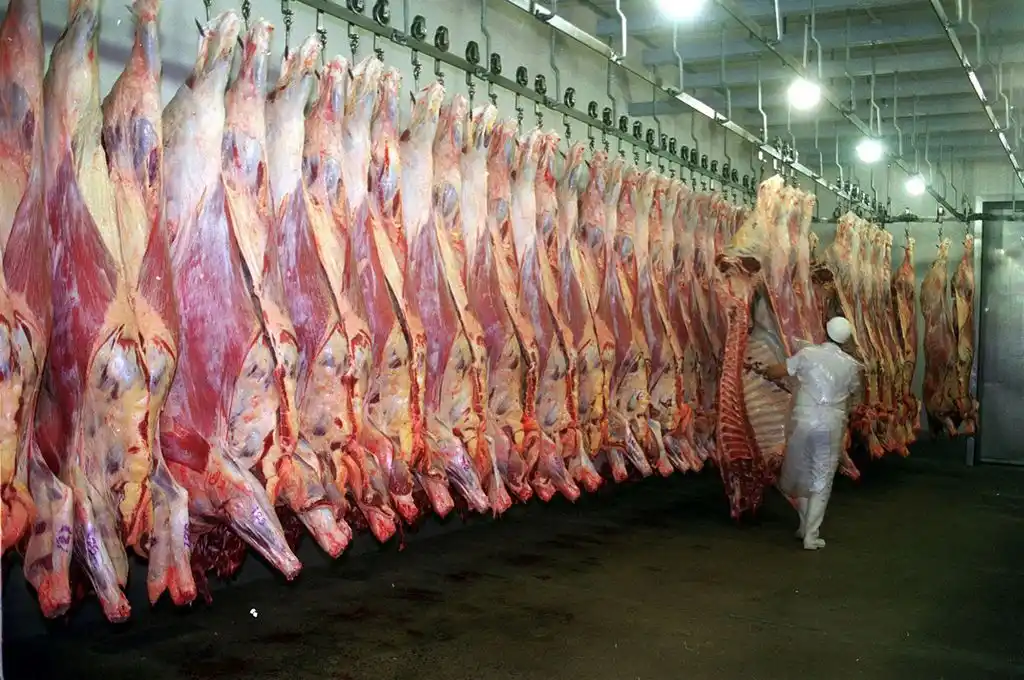 La faena de hacienda vacuna, en niveles récord