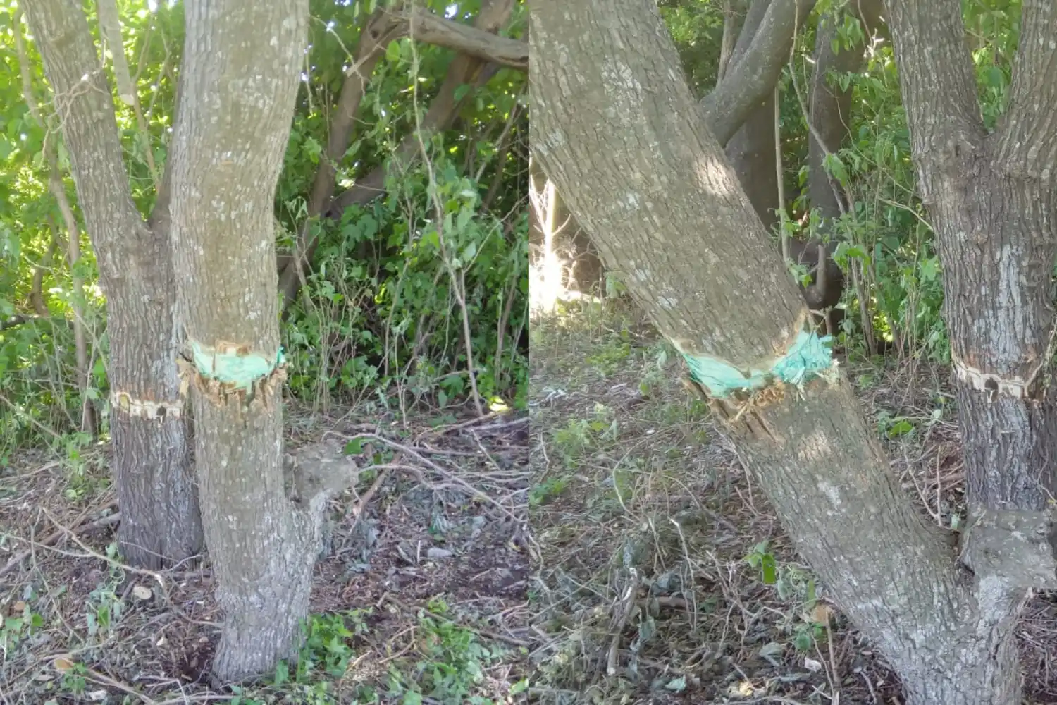 Las imágenes ilustran la situación. Fotos: Enrique Sierra.