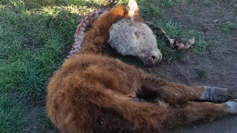 Preocupación en Larroque: Federación Agraria denunció ataques de jaurías de perros contra el ganado