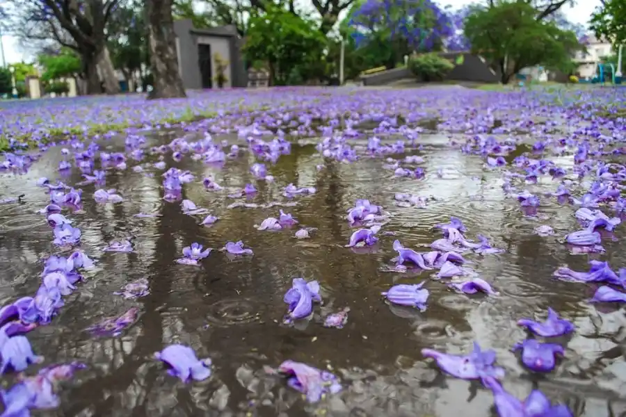 Llegó la ansiada lluvia a la ciudad: ¿qué temperatura tendremos durante el día?