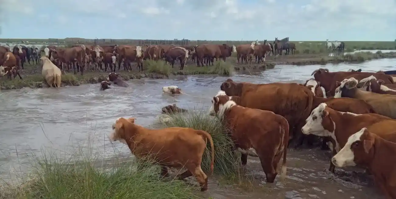 Advierten que hay 700.000 cabezas de ganado en riesgo por el temporal.