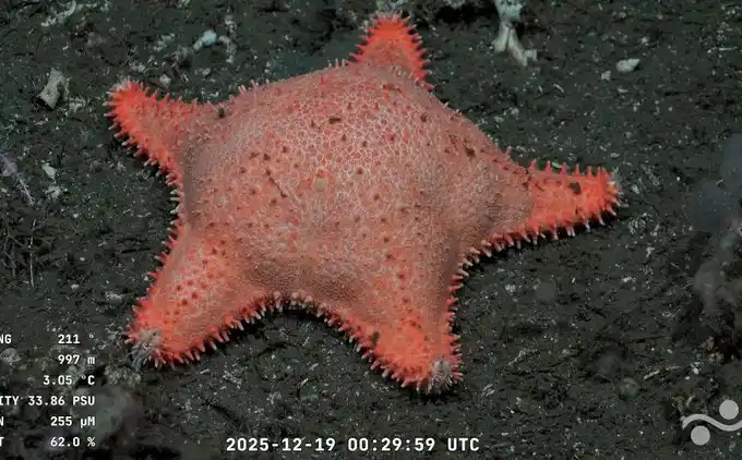 La nueva estrella culona del streaming del Conicet