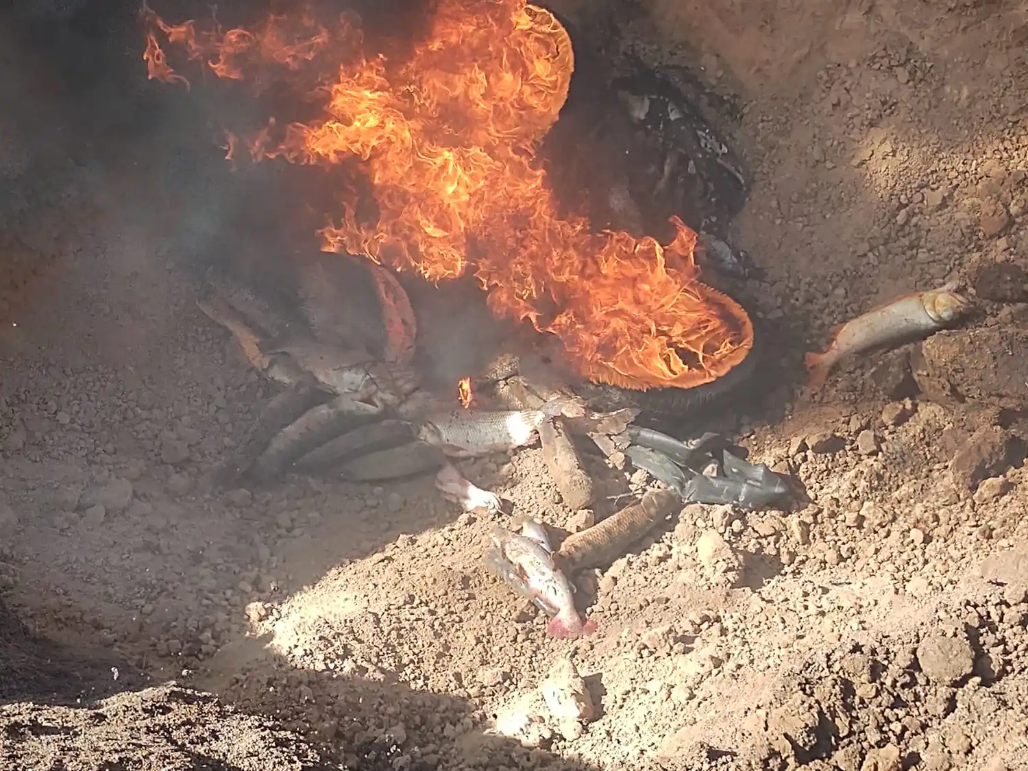 pescado decomisado incinerado