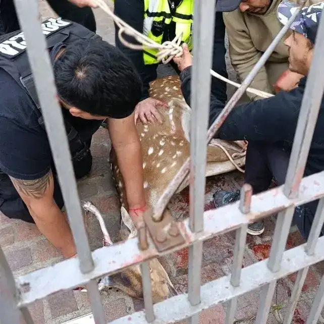 Un ciervo apareció en plena zona urbana, fue rescatado pero murió durante el traslado - 1