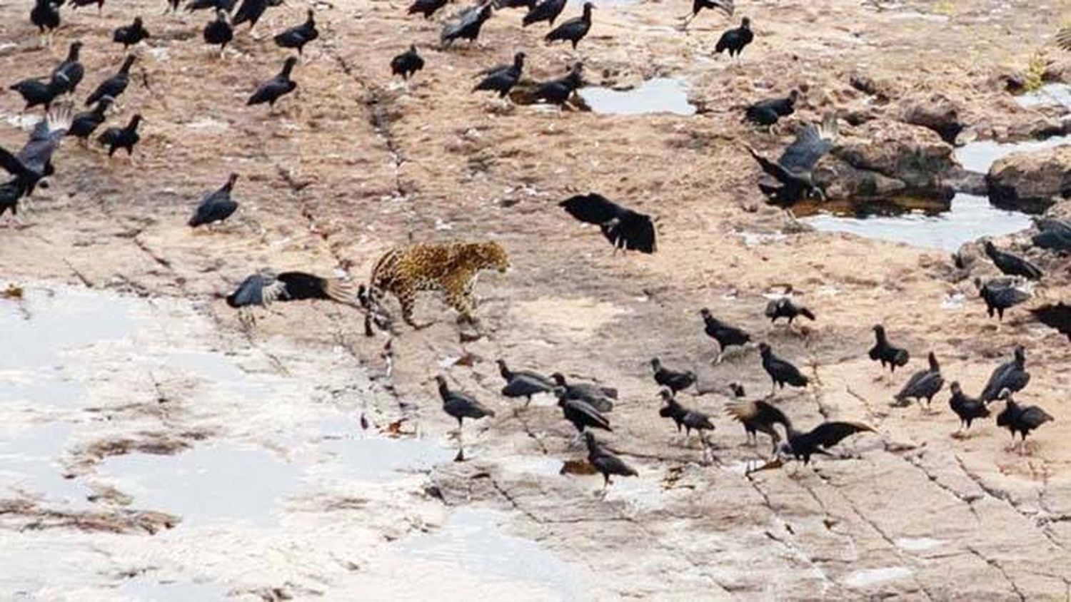 Fotografiaron a un yaguareté en el agua y rodeado de pájaros