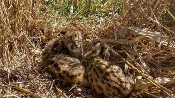 Cosechaba y encontró crías de puma