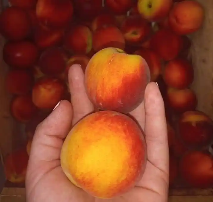 Del campo a la góndola, los precios de los agroalimentos se multiplicaron por 3,6 veces en noviembre