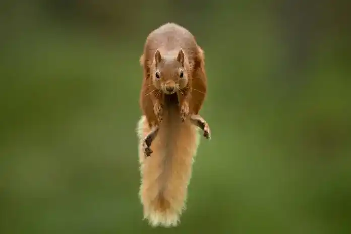 Fotografías de vida silvestre 2021