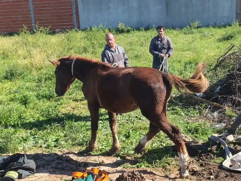 caballo