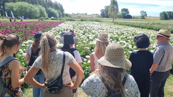 Un parque de peonías en El Gallo, belleza y empuje para exportar flores y atraer visitantes