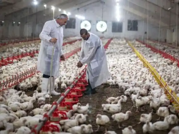 Brasil instala barreras sanitarias por un brote de gripe aviar que frena las exportaciones