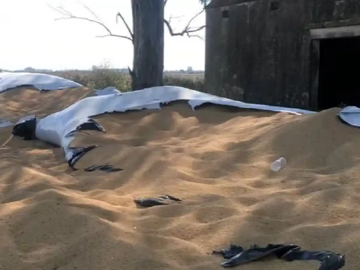 “No se puede tener más silobolsas en el campo”: la impotencia de Luciano Ribodino 