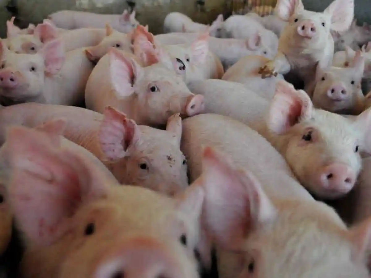 Detectan en Córdoba 46 nuevos casos de triquinosis y ya son 59 los diagnosticados