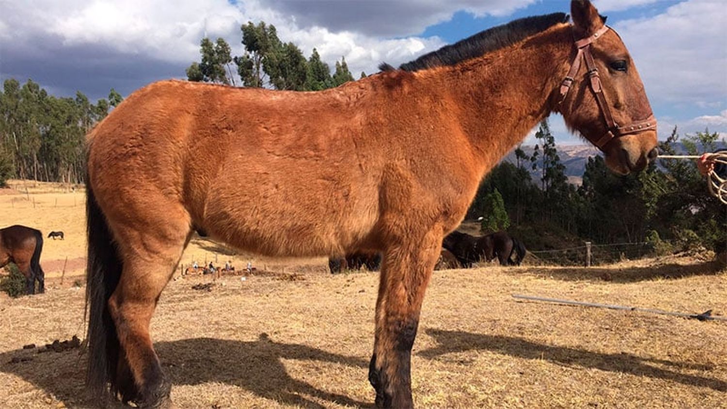 Una chiquita de 9 años falleció tras caer de un caballo cuando paseaba