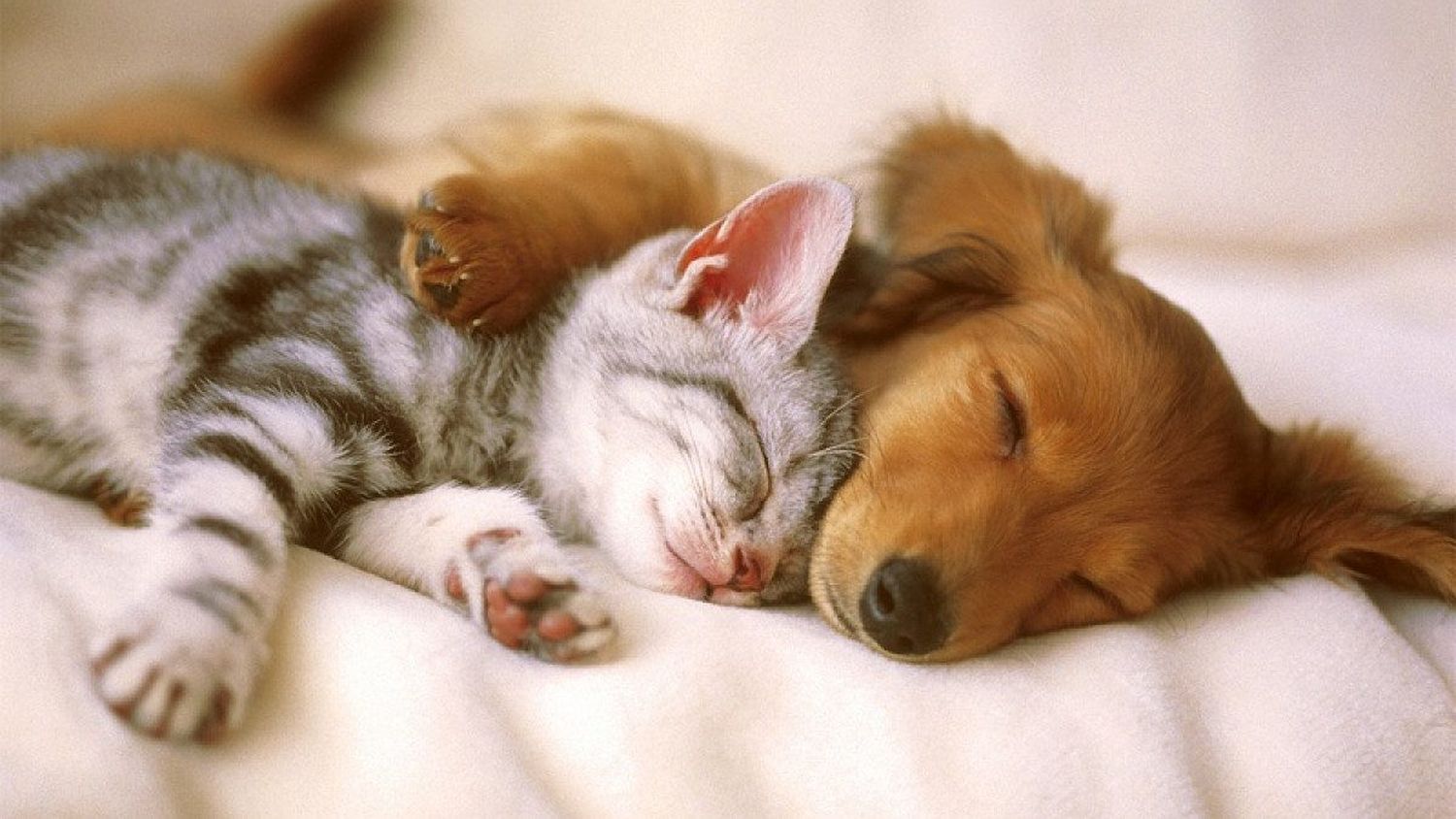 Perros y gatos son envenenados en Santander