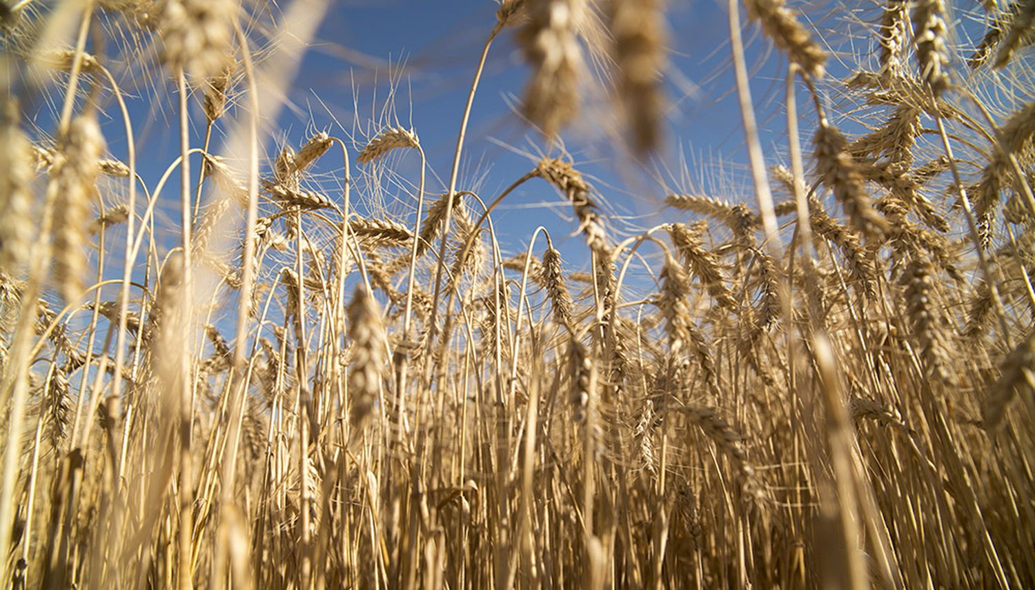 Preocupante pronóstico: la producción de trigo en Entre Ríos caería 36%