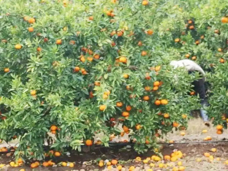 Emergencia para el sector citrícola tras el granizo en Concordia