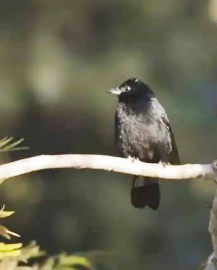 Un curioso pájaro es visto por  primera vez en Concordia