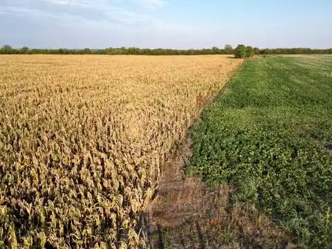 Desesperado rezo del campo a La Niña para que deje pasar agua y salve los cultivos