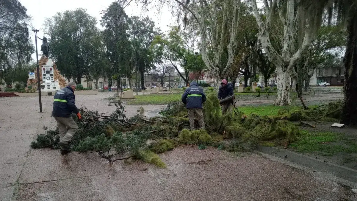 Un árbol se vino abajo en la plaza San Martín