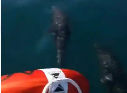 Video: Delfines escoltan a un bote en el balneario San Cayetano