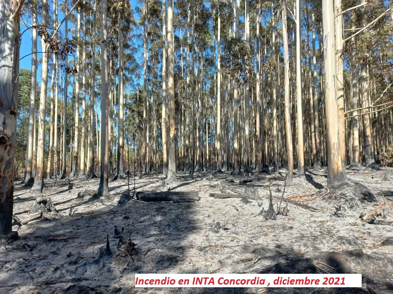 Qué hacer con las forestaciones incendiadas