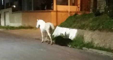 Siguen los caballos sueltos
