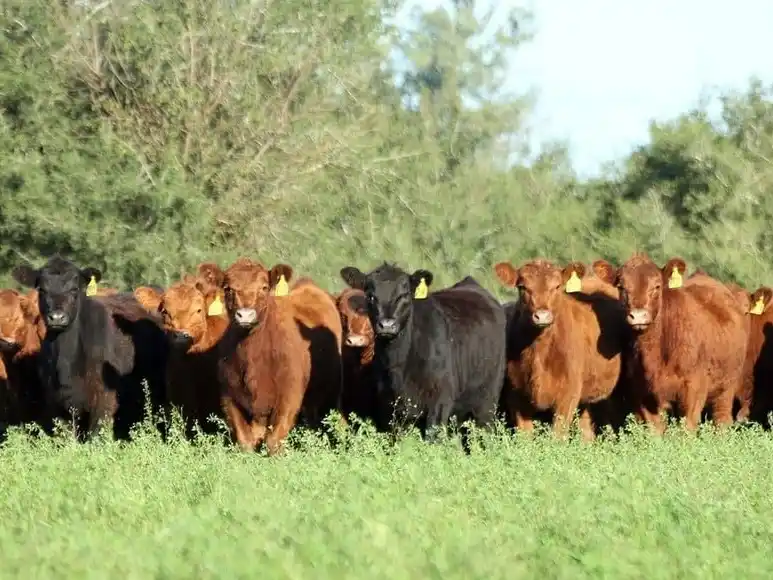 En términos de producción de carne, el otro factor clave sigue siendo la cantidad de kilos que se logre agregar a cada cabeza destinada a faena.