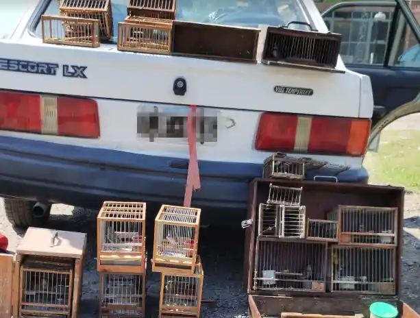 Zárate: Conductor circulaba en el auto con 14 jilgueros, una especie protegida