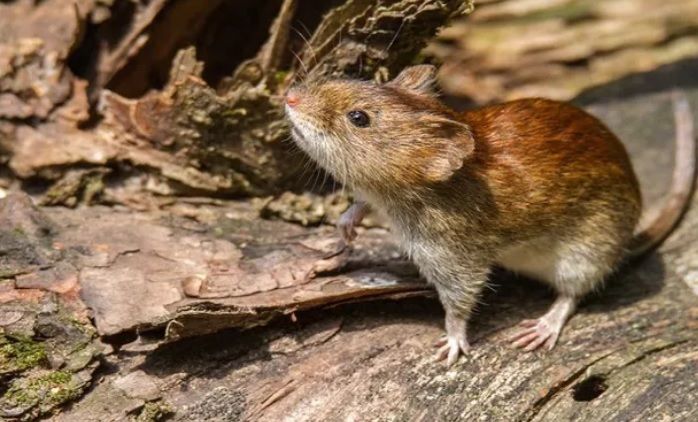 Fiebre Hemorrágica en San Nicolás: Afirman que la enfermedad transmitida por roedores llegó a la zona urbana 