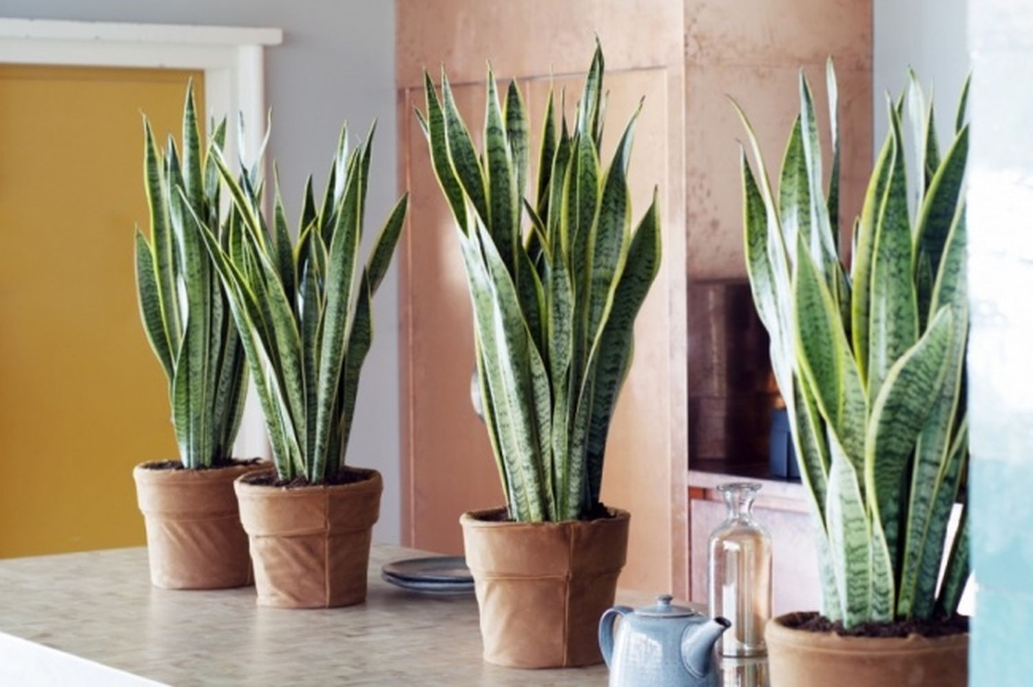 10 Plantas para tener un microclima perfecto en casa