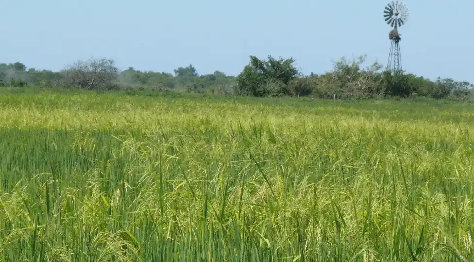 Curso sobre estrategias con derivados agrícolas