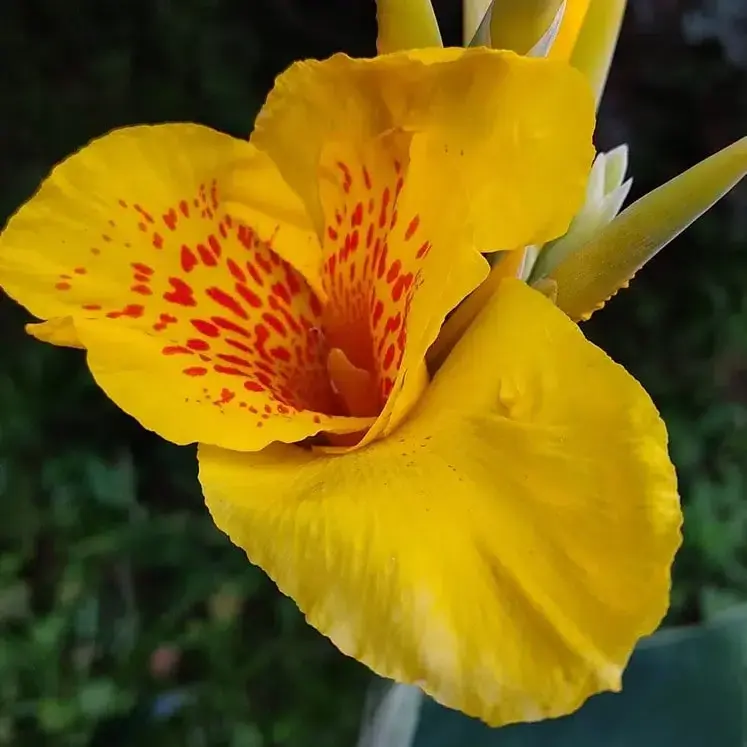 Las plantas que vuelven a estar de moda y los cuidados que necesitan ante las lluvias