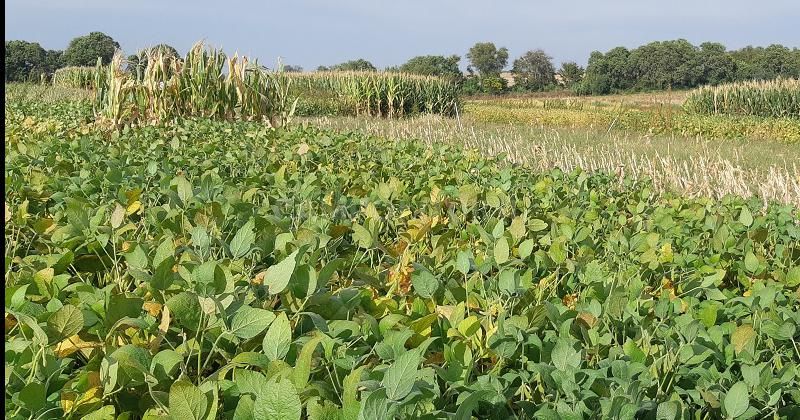 Cultivos de verano: cómo enfrentar el clima que se viene